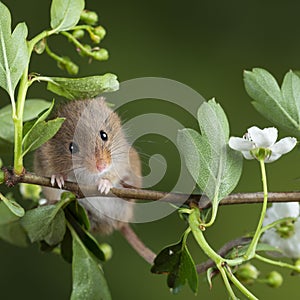 Adorable cute harvest mice micromys minutus on white flower foliage with neutral green nature background