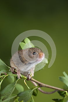 Adorable cute harvest mice micromys minutus on white flower foliage with neutral green nature background