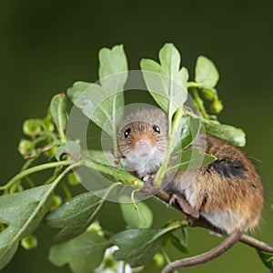 Adorable cute harvest mice micromys minutus on white flower foliage with neutral green nature background