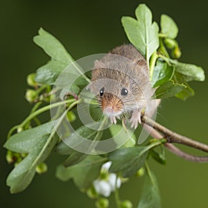 Adorable cute harvest mice micromys minutus on white flower foliage with neutral green nature background