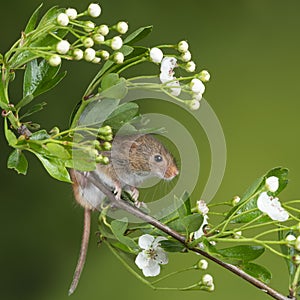 Adorable cute harvest mice micromys minutus on white flower foliage with neutral green nature background