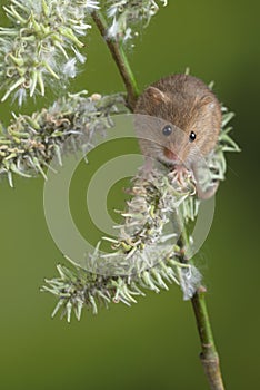 Adorable cute harvest mice micromys minutus on white flower foliage with neutral green nature background