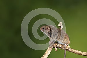 ADorable and Cute harvest mice micromys minutus on wooden stick with neutral green background in nature