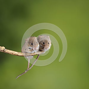 ADorable and Cute harvest mice micromys minutus on wooden stick with neutral green background in nature