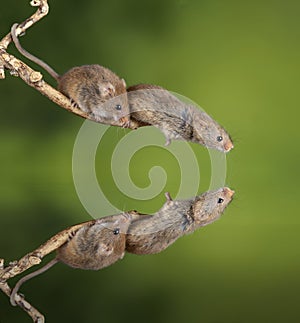 ADorable and Cute harvest mice micromys minutus on wooden stick with neutral green background in nature