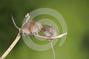 ADorable and Cute harvest mice micromys minutus on wooden stick with neutral green background in nature