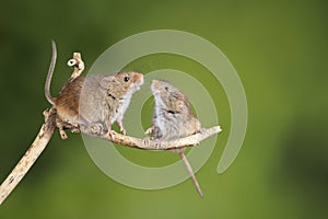 ADorable and Cute harvest mice micromys minutus on wooden stick with neutral green background in nature