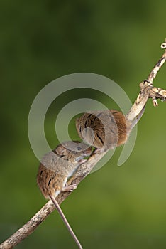 ADorable and Cute harvest mice micromys minutus on wooden stick with neutral green background in nature