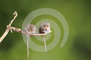 ADorable and Cute harvest mice micromys minutus on wooden stick with neutral green background in nature