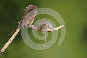 ADorable and Cute harvest mice micromys minutus on wooden stick with neutral green background in nature