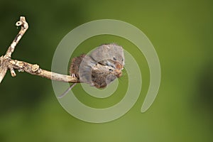 ADorable and Cute harvest mice micromys minutus on wooden stick with neutral green background in nature