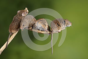 ADorable and Cute harvest mice micromys minutus on wooden stick with neutral green background in nature