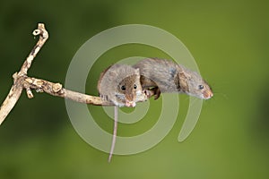 ADorable and Cute harvest mice micromys minutus on wooden stick with neutral green background in nature