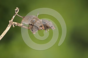 ADorable and Cute harvest mice micromys minutus on wooden stick with neutral green background in nature