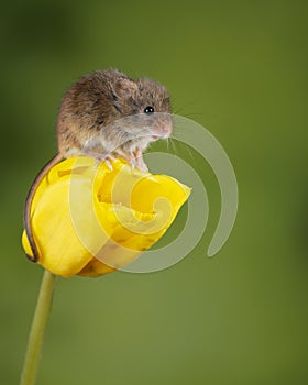 Adorable cute harvest mice micromys minutus on yellow tulip flower foliage with neutral green nature background