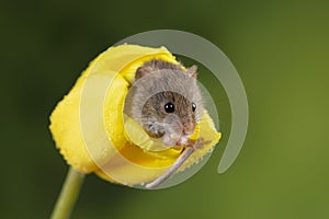 Adorable cute harvest mice micromys minutus on yellow tulip flower foliage with neutral green nature background