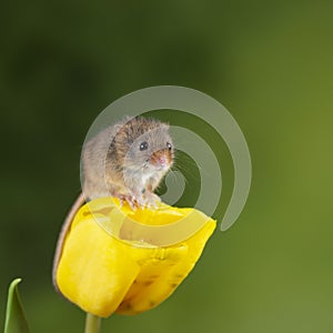 Adorable cute harvest mice micromys minutus on yellow tulip flower foliage with neutral green nature background