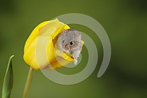 Adorable cute harvest mice micromys minutus on yellow tulip flower foliage with neutral green nature background