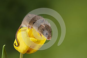 Adorable cute harvest mice micromys minutus on yellow tulip flower foliage with neutral green nature background