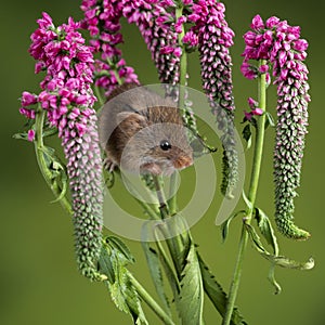 Adorable cute harvest mouse micromys minutus on red flower foliage with neutral green nature background