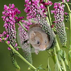 Adorable cute harvest mouse micromys minutus on red flower foliage with neutral green nature background