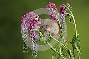 Adorable cute harvest mouse micromys minutus on red flower foliage with neutral green nature background