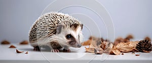 Adorable cute hedgehog isolated on white background, animals and wildlife wallpaper,