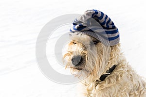 A cute irish wheaten softcoated terrier in a white winter day w
