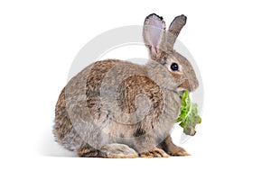 Adorable cute little brown easter bunny isolated on white background. Portrait of brown furry beautiful rabbit with vegetable.