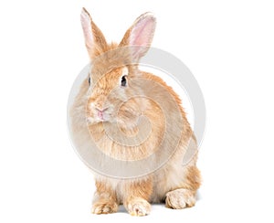 Adorable cute little red brown easter bunny isolated on white background. Portrait of furry beautiful rabbit.