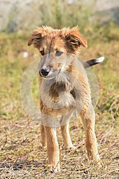 Adorable cute looking dog with multi moods looks.