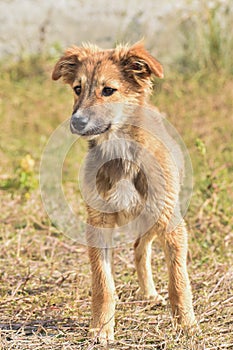 Adorable cute looking dog with multi moods looks.