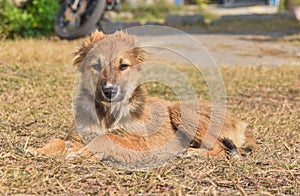 Adorable cute looking dog with multi moods looks.