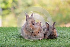 Adorable and cute new born rabbit. baby cute rabbit or new born adorable bunny. Easter Bunny.