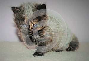 Adorable and cute persian cat