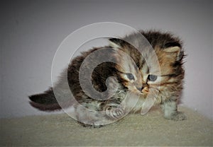 Adorable and cute persian cat