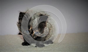 Adorable and cute persian cat