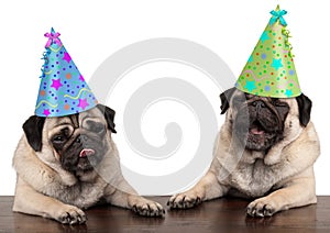 Adorable cute pug dog puppies singing and wearing birthday hat