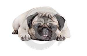 Adorable cute pug dog puppy lying down and making funny face isolated on white background