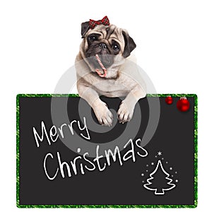 Adorable cute pug puppy dog eating candy cane, leaning on sign saying merry christmas, on white background