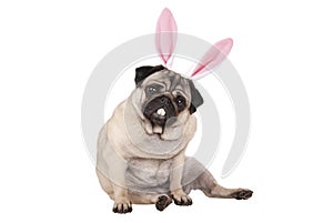 Adorable cute pug puppy dog sitting down with easter bunny ears and teeth