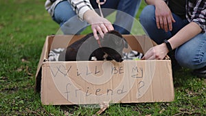 Adorable cute puppy dog scratching sitting in paper box in park with unrecognizable Caucasian man and woman. Portrait of