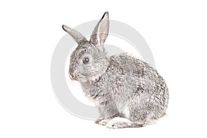 Adorable cute rabbit on white