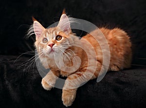 Adorable cute red solid maine coon kitten lying on cover with be