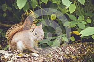 Adorable cute and small American Red Squirrel