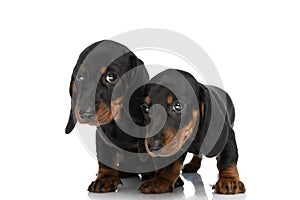 Adorable cute teckel dachshund puppies looking away in studio