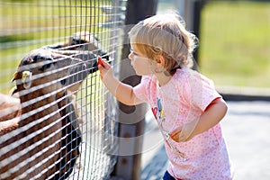 Adorable cute toddler girl feeding little goats and sheeps on a kids farm. Beautiful baby child petting animals in the