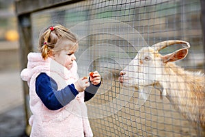 Adorable cute toddler girl feeding little goats and sheeps on a kids farm. Beautiful baby child petting animals in the