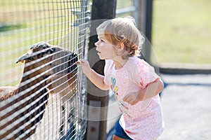 Adorable cute toddler girl feeding little goats and sheeps on a kids farm. Beautiful baby child petting animals in