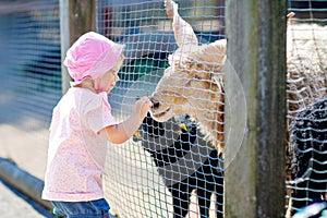 Adorable cute toddler girl feeding little goats and sheeps on a kids farm. Beautiful baby child petting animals in